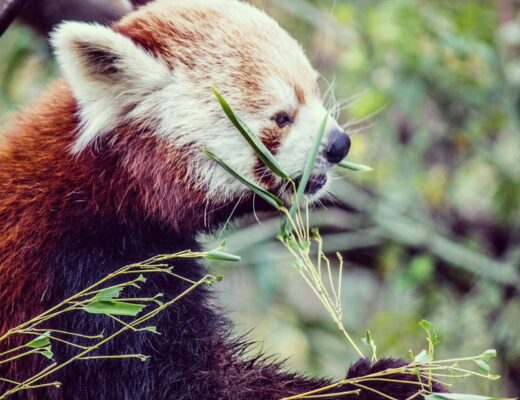 nuit parc animalier